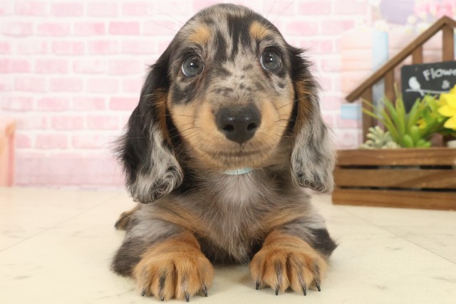 福岡県のミニチュアダックスフンド(ロング) (Coo&RIKU福岡古賀店/2025年10月13日生まれ/男の子/シルバーダップル)の子犬の1枚目の画像