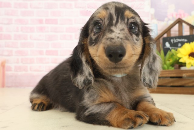 福岡県のミニチュアダックスフンド(ロング) (Coo&RIKU福岡古賀店/2025年10月13日生まれ/男の子/シルバーダップル)の子犬の2枚目の画像