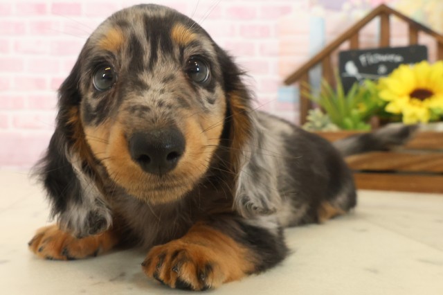 福岡県のミニチュアダックスフンド(ロング) (Coo&RIKU福岡古賀店/2025年10月13日生まれ/男の子/シルバーダップル)の子犬の3枚目の画像