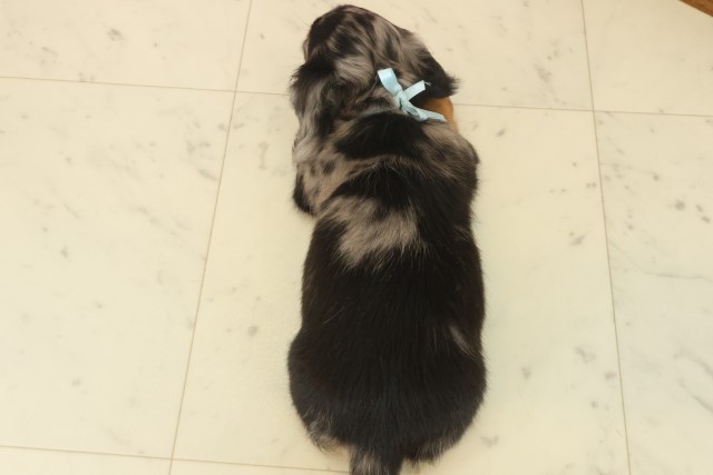 福岡県のミニチュアダックスフンド(ロング) (Coo&RIKU福岡古賀店/2025年10月13日生まれ/男の子/シルバーダップル)の子犬の4枚目の画像