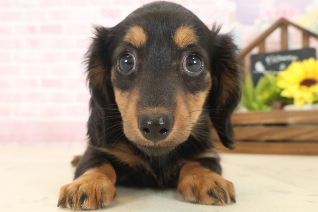 宮崎県のミニチュアダックスフンド(ロング) (Coo&RIKU宮崎店/2025年10月13日生まれ/女の子/ブラックタン)の子犬の1枚目の画像