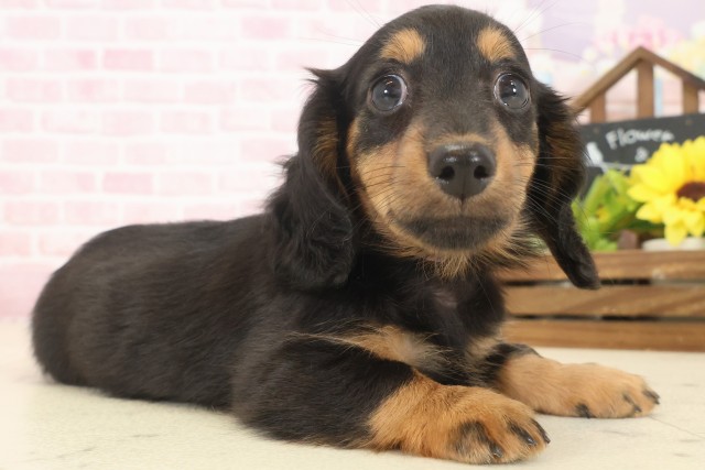 宮崎県のミニチュアダックスフンド(ロング) (Coo&RIKU宮崎店/2025年10月13日生まれ/女の子/ブラックタン)の子犬の2枚目の画像