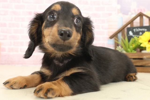 宮崎県のミニチュアダックスフンド(ロング) (Coo&RIKU宮崎店/2025年10月13日生まれ/女の子/ブラックタン)の子犬の3枚目の画像