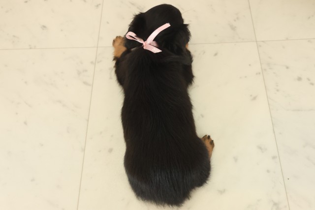 宮崎県のミニチュアダックスフンド(ロング) (Coo&RIKU宮崎店/2025年10月13日生まれ/女の子/ブラックタン)の子犬の4枚目の画像