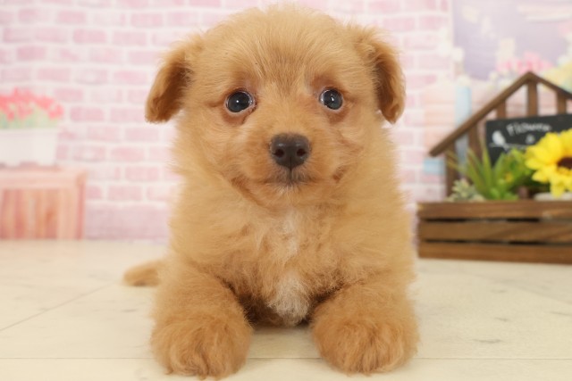 福岡県のポメプー(ポメラニアン×プードル) (Coo&RIKU筑後店/2025年10月13日生まれ/男の子/アプリコット)の子犬の1枚目の画像