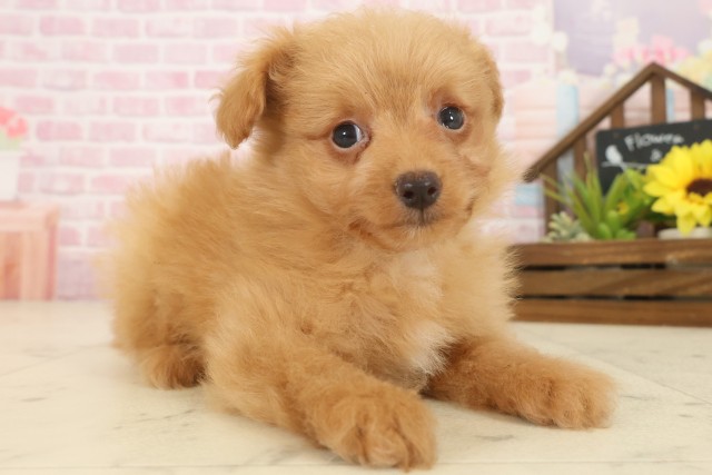 福岡県のポメプー(ポメラニアン×プードル) (Coo&RIKU筑後店/2025年10月13日生まれ/男の子/アプリコット)の子犬の2枚目の画像