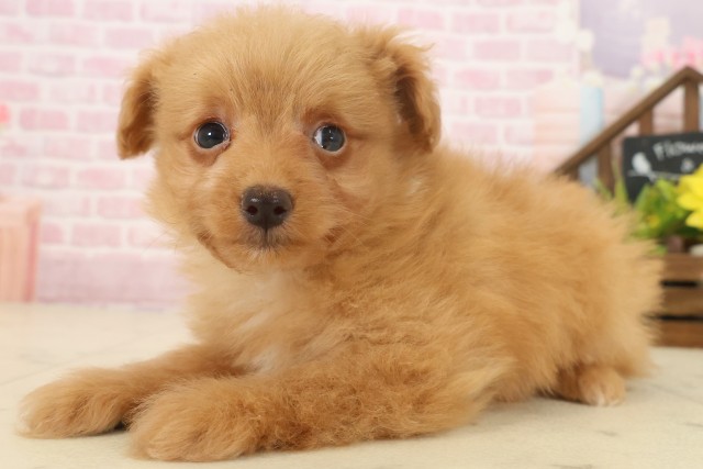 福岡県のポメプー(ポメラニアン×プードル) (Coo&RIKU筑後店/2025年10月13日生まれ/男の子/アプリコット)の子犬の3枚目の画像