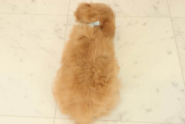 福岡県のポメプー(ポメラニアン×プードル) (Coo&RIKU筑後店/2025年10月13日生まれ/男の子/アプリコット)の子犬の4枚目の画像