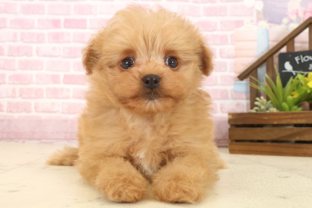 佐賀県のポメプー(ポメラニアン×プードル) (Coo&RIKU佐賀神埼店/2025年10月13日生まれ/男の子/アプリコット)の子犬の1枚目の画像