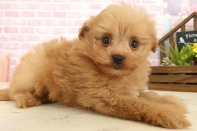 佐賀県のポメプー(ポメラニアン×プードル) (Coo&RIKU佐賀神埼店/2025年10月13日生まれ/男の子/アプリコット)の子犬の2枚目の画像