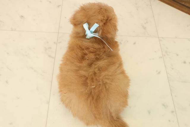 佐賀県のポメプー(ポメラニアン×プードル) (Coo&RIKU佐賀神埼店/2025年10月13日生まれ/男の子/アプリコット)の子犬の4枚目の画像