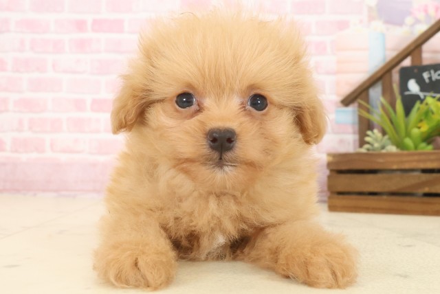 熊本県のポメプー(ポメラニアン×プードル) (Coo&RIKU宇土シティモール店/2025年10月13日生まれ/男の子/アプリコット)の子犬の1枚目の画像
