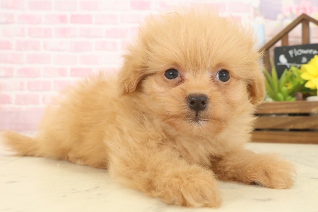熊本県のポメプー(ポメラニアン×プードル) (Coo&RIKU宇土シティモール店/2025年10月13日生まれ/男の子/アプリコット)の子犬の2枚目の画像
