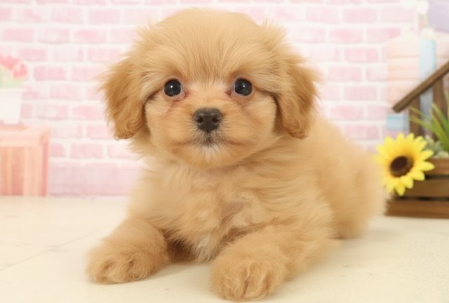 熊本県のポメプー(ポメラニアン×プードル) (Coo&RIKU宇土シティモール店/2025年10月13日生まれ/男の子/アプリコット)の子犬の3枚目の画像