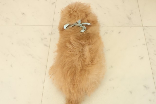 熊本県のポメプー(ポメラニアン×プードル) (Coo&RIKU宇土シティモール店/2025年10月13日生まれ/男の子/アプリコット)の子犬の4枚目の画像