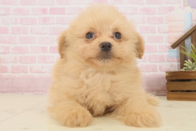 鹿児島県のポメプー(ポメラニアン×プードル) (Coo&RIKU鹿児島店/2025年10月13日生まれ/男の子/アプリコット)の子犬