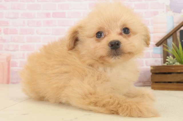 鹿児島県のポメプー(ポメラニアン×プードル) (Coo&RIKU鹿児島店/2025年10月13日生まれ/男の子/アプリコット)の子犬の2枚目の画像