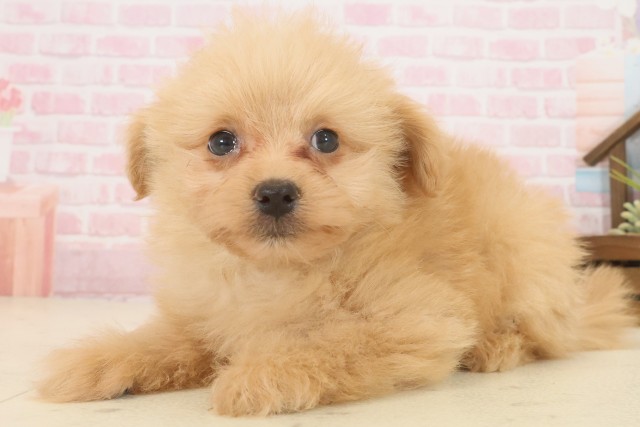 鹿児島県のポメプー(ポメラニアン×プードル) (Coo&RIKU鹿児島店/2025年10月13日生まれ/男の子/アプリコット)の子犬の3枚目の画像