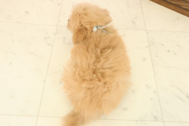鹿児島県のポメプー(ポメラニアン×プードル) (Coo&RIKU鹿児島店/2025年10月13日生まれ/男の子/アプリコット)の子犬の4枚目の画像