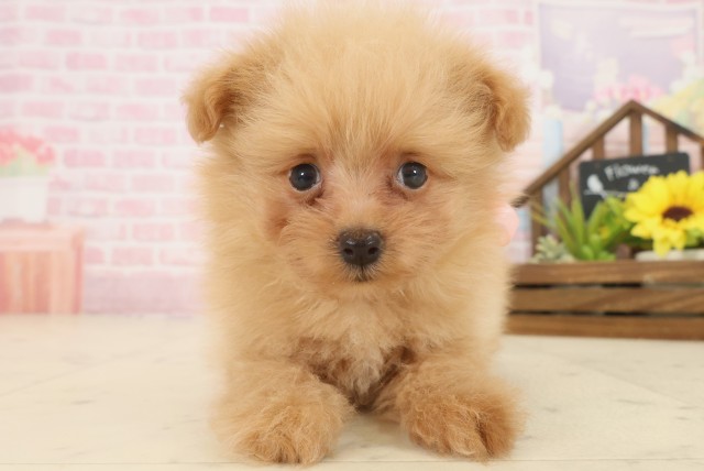 福岡県のポメプー(ポメラニアン×プードル) (Coo&RIKU福岡西店/2025年10月13日生まれ/女の子/アプリコット)の子犬の1枚目の画像