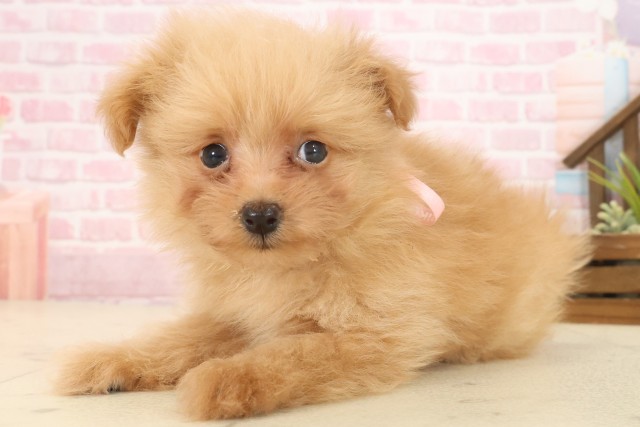 福岡県のポメプー(ポメラニアン×プードル) (Coo&RIKU福岡西店/2025年10月13日生まれ/女の子/アプリコット)の子犬の3枚目の画像