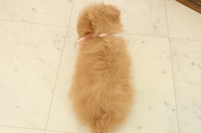 福岡県のポメプー(ポメラニアン×プードル) (Coo&RIKU福岡西店/2025年10月13日生まれ/女の子/アプリコット)の子犬の4枚目の画像