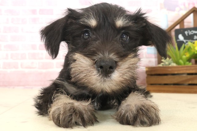 福岡県のミニチュアシュナウザー (Coo&RIKU小倉店/2025年10月13日生まれ/男の子/ブラックシルバー)の子犬の1枚目の画像