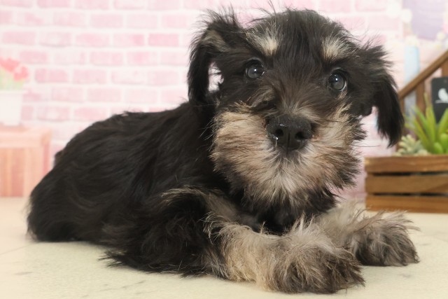 福岡県のミニチュアシュナウザー (Coo&RIKU小倉店/2025年10月13日生まれ/男の子/ブラックシルバー)の子犬の2枚目の画像