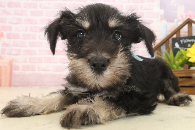 福岡県のミニチュアシュナウザー (Coo&RIKU小倉店/2025年10月13日生まれ/男の子/ブラックシルバー)の子犬の3枚目の画像