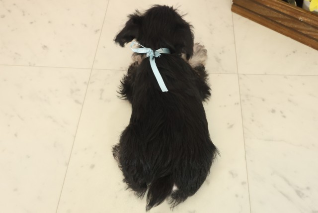 福岡県のミニチュアシュナウザー (Coo&RIKU小倉店/2025年10月13日生まれ/男の子/ブラックシルバー)の子犬の4枚目の画像