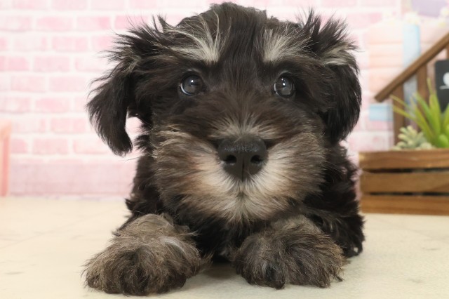 大分県のミニチュアシュナウザー (Coo&RIKU大分店/2025年10月13日生まれ/男の子/ブラックシルバー)の子犬