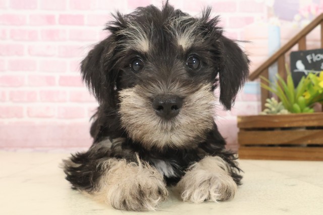 鹿児島県のミニチュアシュナウザー (Coo&RIKU鹿児島店/2025年10月13日生まれ/女の子/ブラックシルバー)の子犬