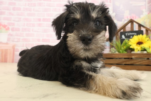 鹿児島県のミニチュアシュナウザー (Coo&RIKU鹿児島店/2025年10月13日生まれ/女の子/ブラックシルバー)の子犬の2枚目の画像