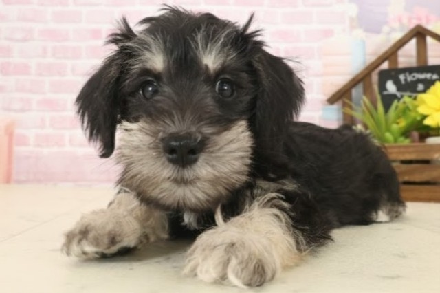 鹿児島県のミニチュアシュナウザー (Coo&RIKU鹿児島店/2025年10月13日生まれ/女の子/ブラックシルバー)の子犬の3枚目の画像