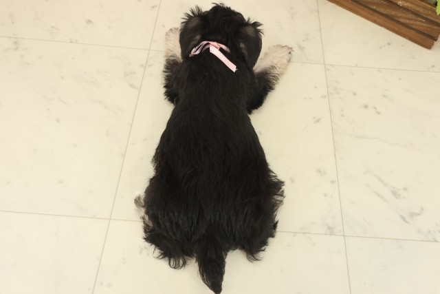 鹿児島県のミニチュアシュナウザー (Coo&RIKU鹿児島店/2025年10月13日生まれ/女の子/ブラックシルバー)の子犬の4枚目の画像