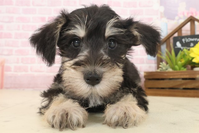 熊本県のミニチュアシュナウザー (Coo&RIKU宇土シティモール店/2025年10月13日生まれ/女の子/ブラックシルバー)の子犬の1枚目の画像