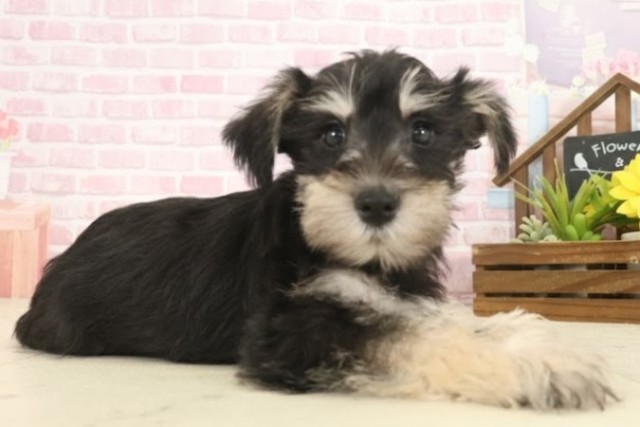 熊本県のミニチュアシュナウザー (Coo&RIKU宇土シティモール店/2025年10月13日生まれ/女の子/ブラックシルバー)の子犬の2枚目の画像