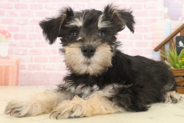 熊本県のミニチュアシュナウザー (Coo&RIKU宇土シティモール店/2025年10月13日生まれ/女の子/ブラックシルバー)の子犬の3枚目の画像