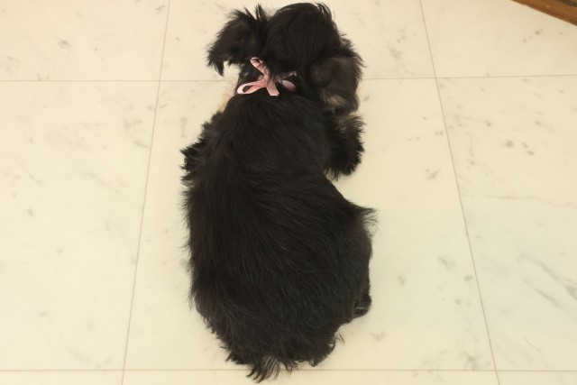 熊本県のミニチュアシュナウザー (Coo&RIKU宇土シティモール店/2025年10月13日生まれ/女の子/ブラックシルバー)の子犬の4枚目の画像