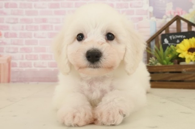 大分県のビションフリーゼ (Coo&RIKU大分店/2025年10月14日生まれ/男の子/ホワイト)の子犬