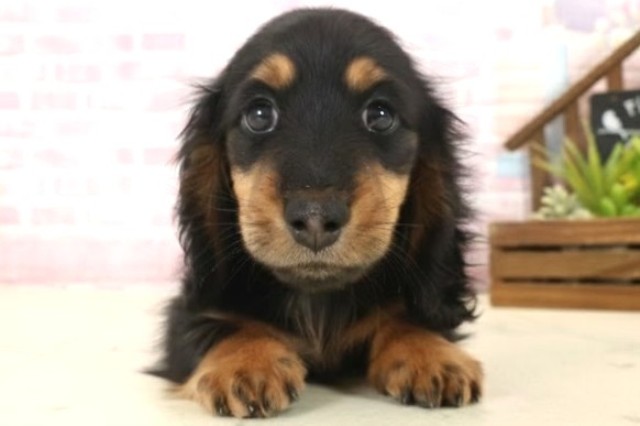 長崎県のミニチュアダックスフンド(ロング) (Coo&RIKU長崎佐世保店/2025年10月13日生まれ/男の子/ブラックタン)の子犬の1枚目の画像