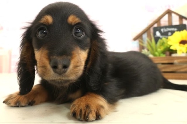 長崎県のミニチュアダックスフンド(ロング) (Coo&RIKU長崎佐世保店/2025年10月13日生まれ/男の子/ブラックタン)の子犬の3枚目の画像