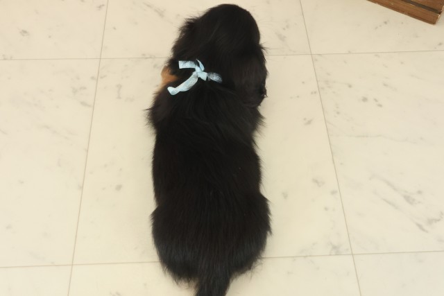 長崎県のミニチュアダックスフンド(ロング) (Coo&RIKU長崎佐世保店/2025年10月13日生まれ/男の子/ブラックタン)の子犬の4枚目の画像