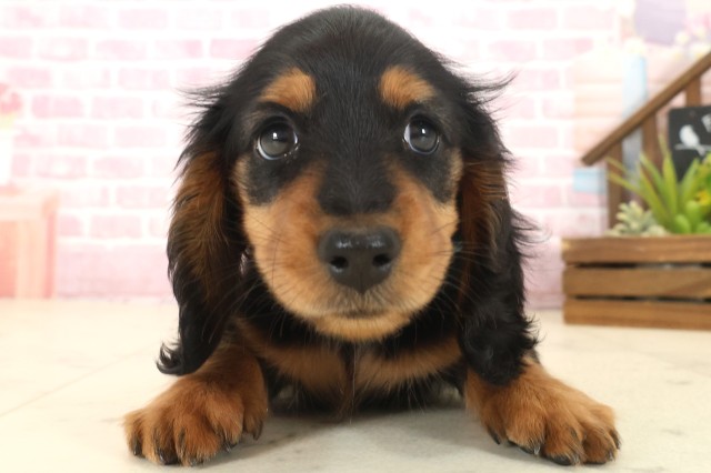 福岡県のミニチュアダックスフンド(ロング) (Coo&RIKU福岡古賀店/2025年10月13日生まれ/男の子/ブラックタン)の子犬の1枚目の画像