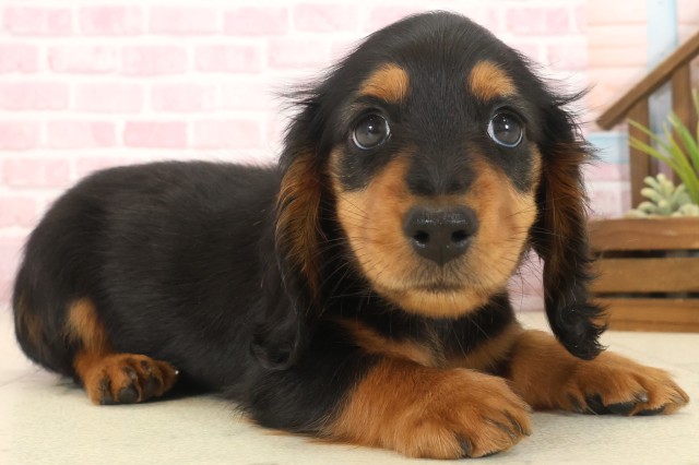 福岡県のミニチュアダックスフンド(ロング) (Coo&RIKU福岡古賀店/2025年10月13日生まれ/男の子/ブラックタン)の子犬の2枚目の画像