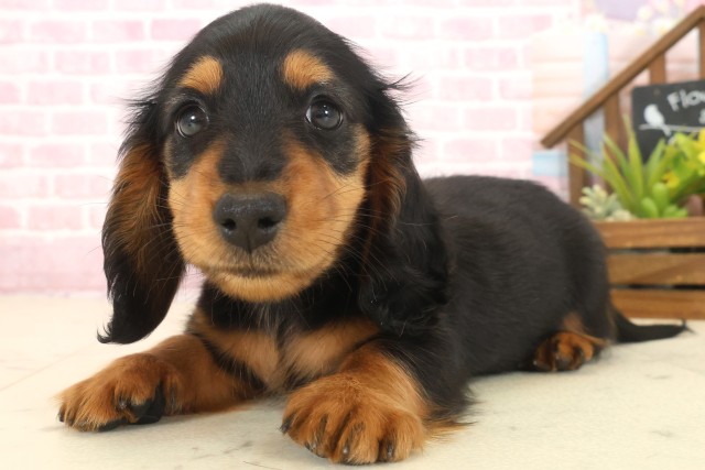 福岡県のミニチュアダックスフンド(ロング) (Coo&RIKU福岡古賀店/2025年10月13日生まれ/男の子/ブラックタン)の子犬の3枚目の画像