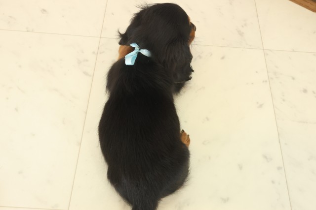 福岡県のミニチュアダックスフンド(ロング) (Coo&RIKU福岡古賀店/2025年10月13日生まれ/男の子/ブラックタン)の子犬の4枚目の画像