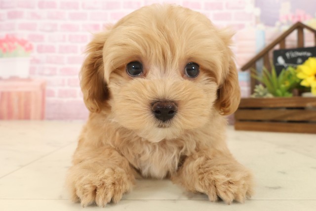 大分県のマルプー(マルチーズ×プードル) (Coo&RIKU大分店/2025年10月13日生まれ/男の子/ペールフォーン)の子犬