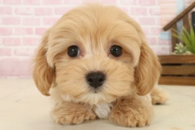 鹿児島県のマルプー(マルチーズ×プードル) (Coo&RIKU霧島店/2025年10月13日生まれ/女の子/ペールフォーン)の子犬