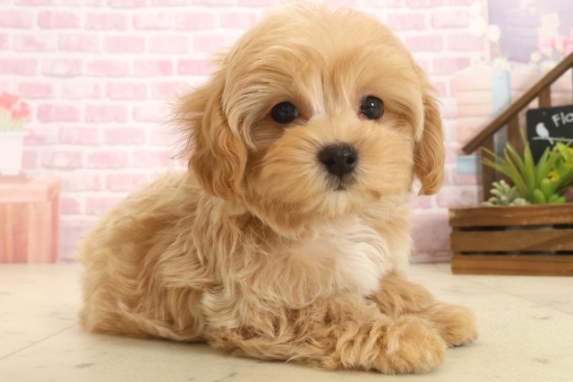 鹿児島県のマルプー(マルチーズ×プードル) (Coo&RIKU霧島店/2025年10月13日生まれ/女の子/ペールフォーン)の子犬の2枚目の画像